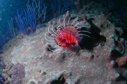 Lion Fish by Ahmed Kassem 